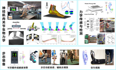 生物力學(xué)與康復(fù)工程中的新材料技術(shù)開發(fā)服務(wù) 重塑健康未來